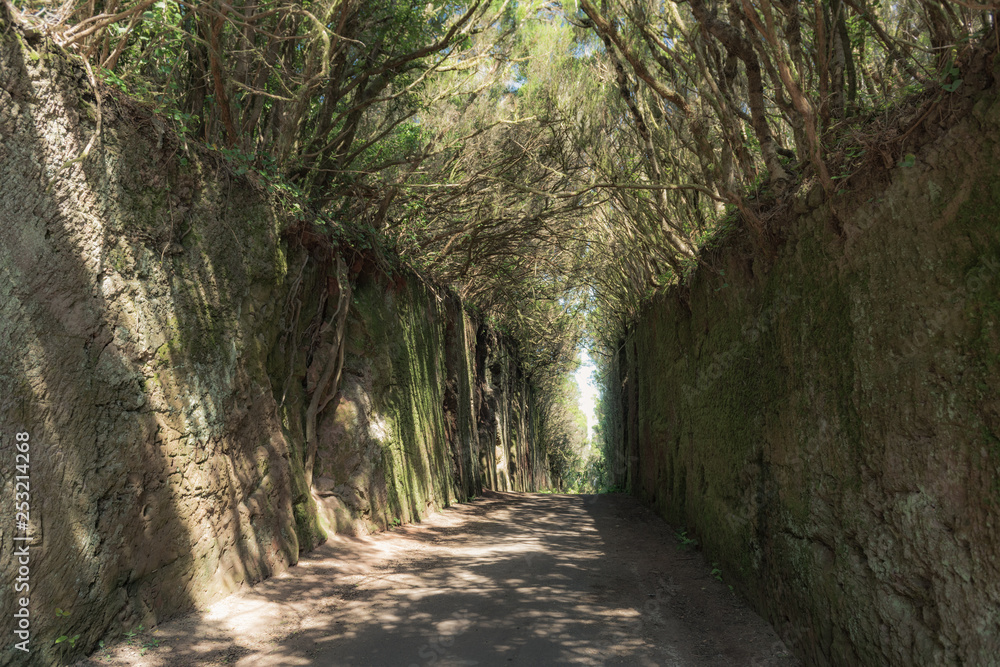 Obraz premium Magical place in the mountains of Anaga-deserted road. Tenerife. Canary Islands. Spain