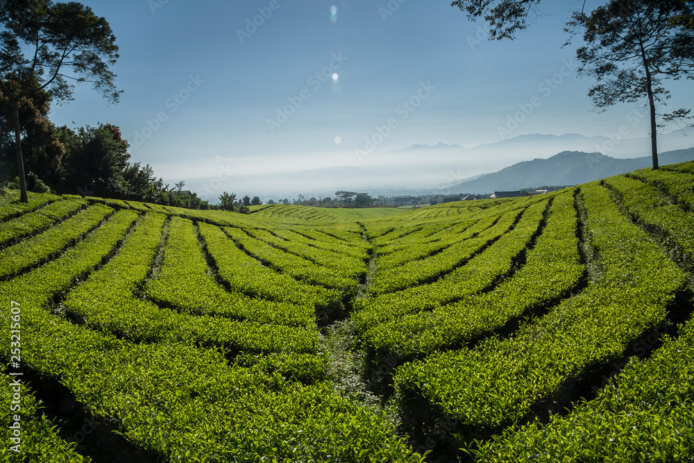 view of the tea garden with morning mist in Pagaralam south Sumatra