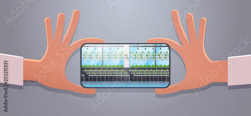 hand holding smartphone taking picture organic hydroponic green plants row cultivation farm modern greenhouse interior farming system concept horizontal