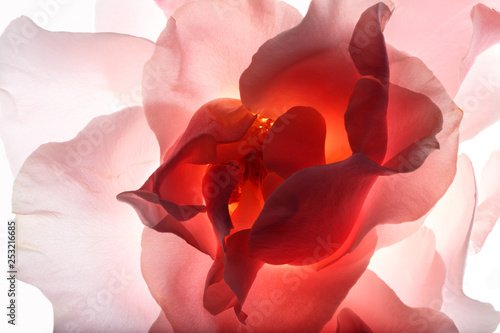 Backlit Flower