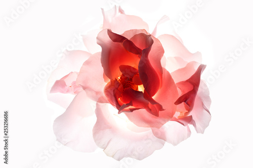 Backlit Flower