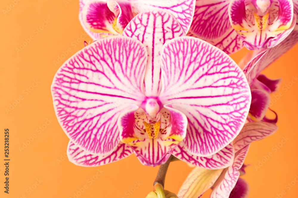 Fototapeta premium Beautiful Orchid flower. Close up. Orchid Bud.