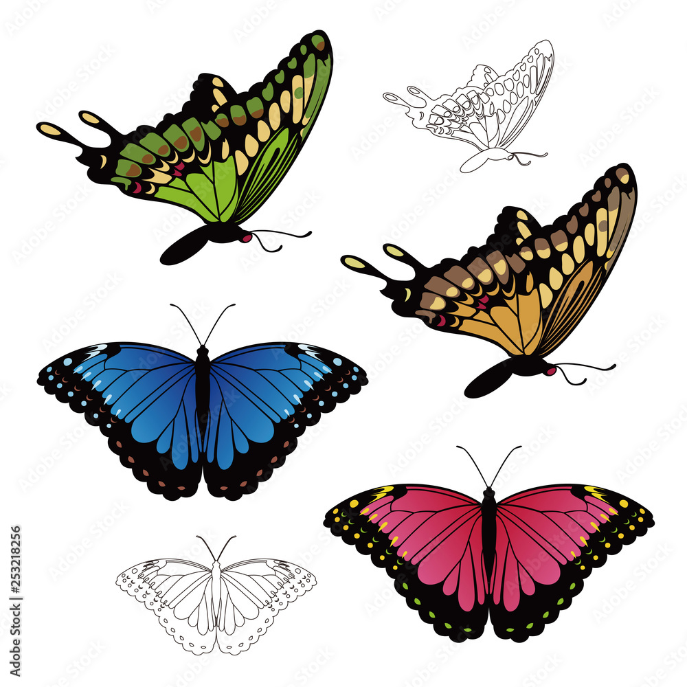 カラフルなアゲハ蝶やモルフォ蝶のイラスト Stock Vector Adobe Stock