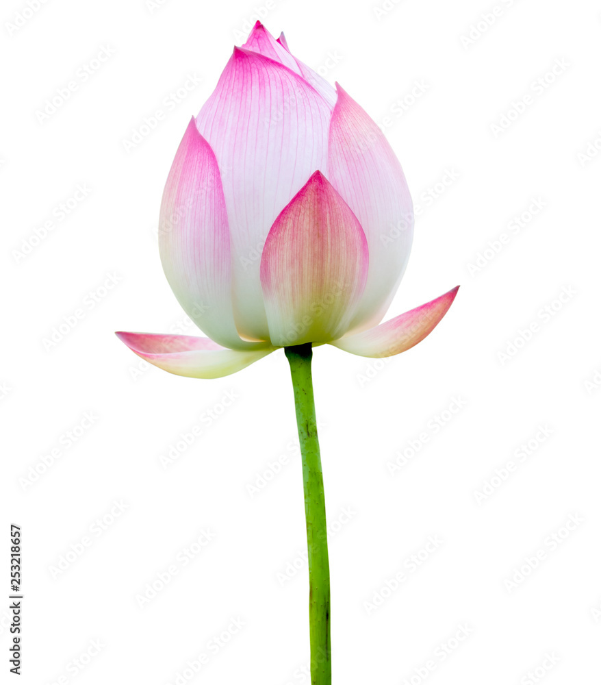 Pink lotus flower isolated on white background. File contains with clipping path.