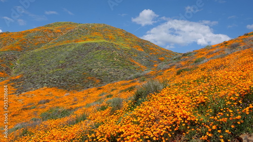 Canvastavla Hillsides covered in orange poppies