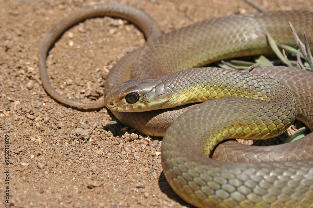 Fototapeta premium Western Yellow-bellied Racer Snake (Coluber constrictor mormon)