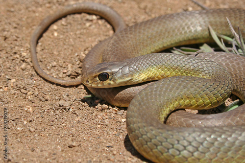 Western Yellow-bellied Racer Snake (Coluber constrictor mormon) photo