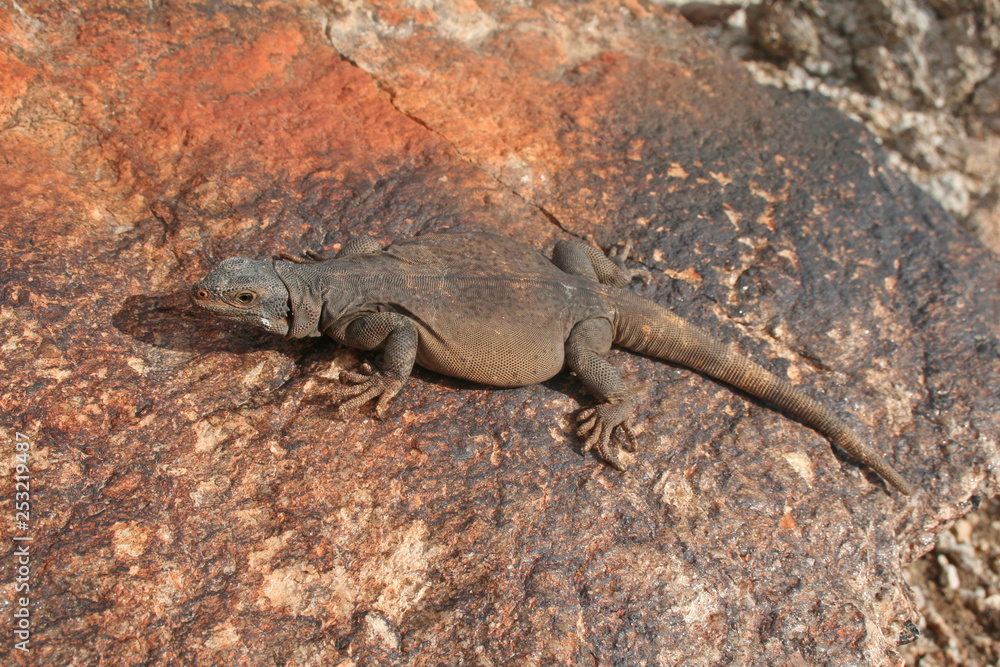 Common Chuckwalla (Sauromalus ater) Common Chuckwalla (Sauromalus ater)
