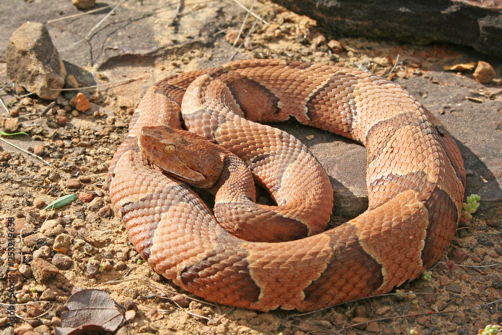 Copperhead Viper Snake (Agkistrodon contortrix) Stock Photo Adobe Stock
