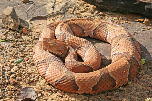 Copperhead Viper Snake (Agkistrodon contortrix)