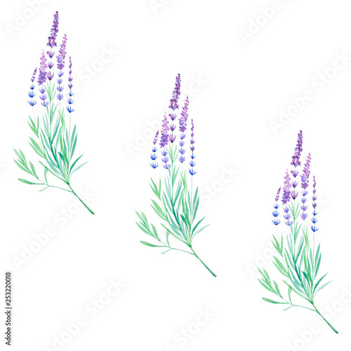Watercolor illustration of lavender flowers. Isolated on white background. Seamless pattern