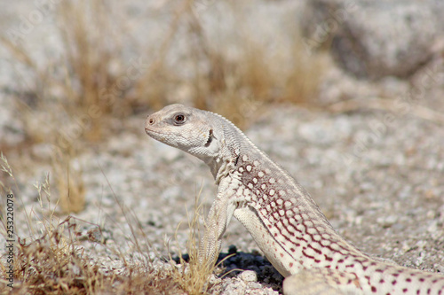 Close up of a Desert Iguana  Dipsosaurus dorsalis 