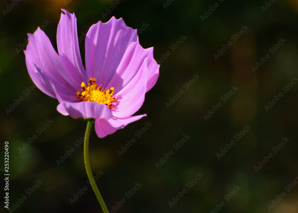 Fototapeta premium Cosmos flower (Cosmos Bipinnatus) with blurred background