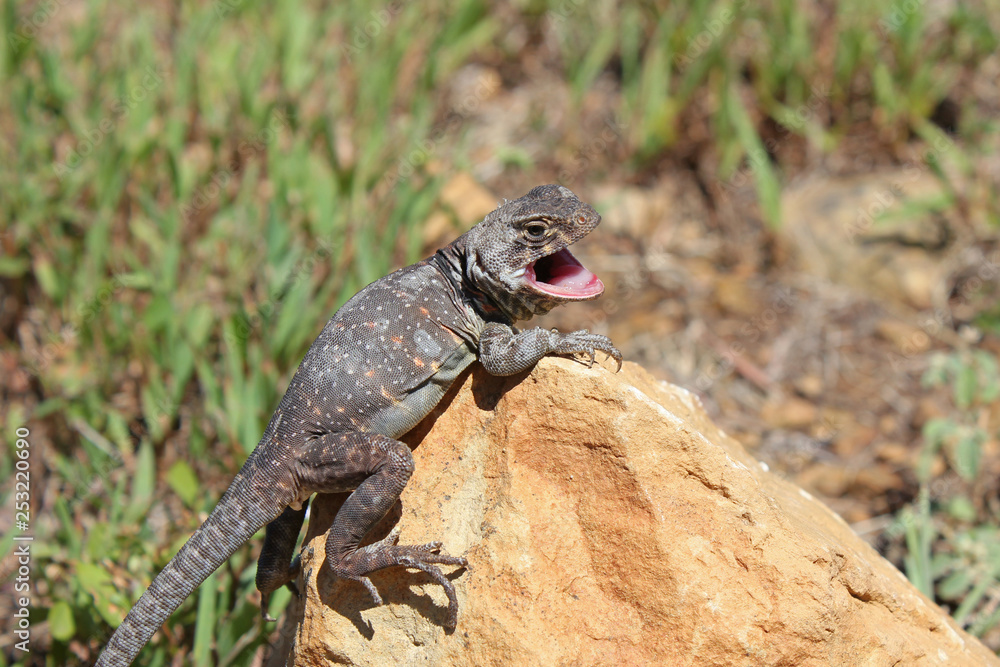 Fototapeta premium Eastern Collared Lizard (Crotaphytus collaris)