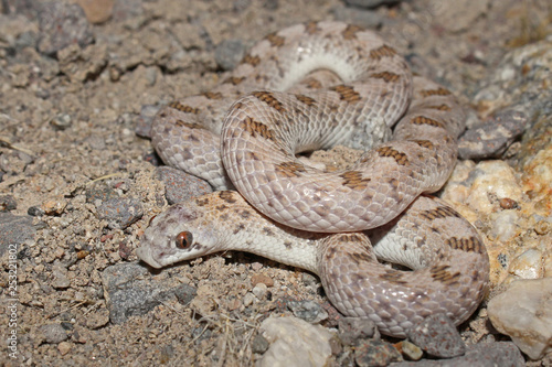 Spotted Leaf-nosed Snake (Phyllorhynchus decurtatus)