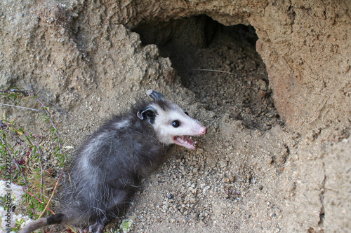 Virginia Opossum (Didelphis virginiana)