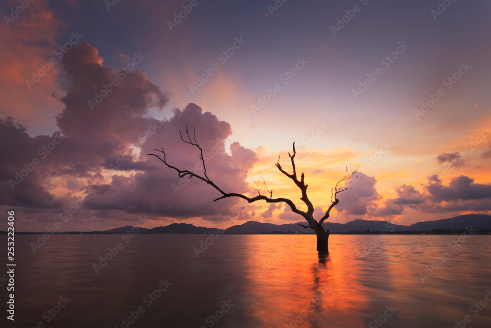 dead tree at sunset