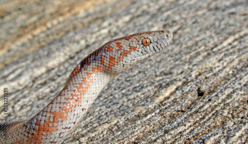 Rosy Boa (Lichanura orcutti) Closeup photo