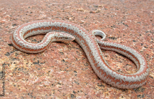 Juvenile Rosy Boa (Lichanura orcutti)