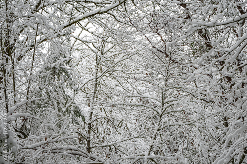 Snow covered winter landscape of trees and bushes as a monochromatic winter background