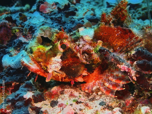 Fototapeta Naklejka Na Ścianę i Meble -  The amazing and mysterious underwater world of Indonesia, North Sulawesi, Bunaken Island, scorpionfish