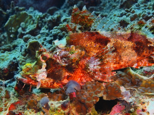 The amazing and mysterious underwater world of Indonesia  North Sulawesi  Bunaken Island  scorpionfish
