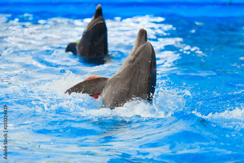 Fototapeta premium dolphin in the water at zoo