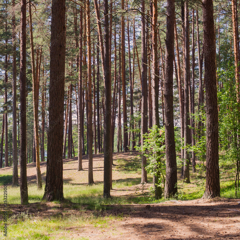 pine forest on a summer sunny day