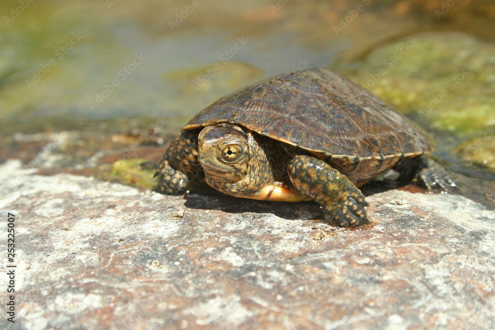 Southwestern Pond Turtle (Actinemys pallida) Southwestern Pond Turtle (Actinemys pallida)