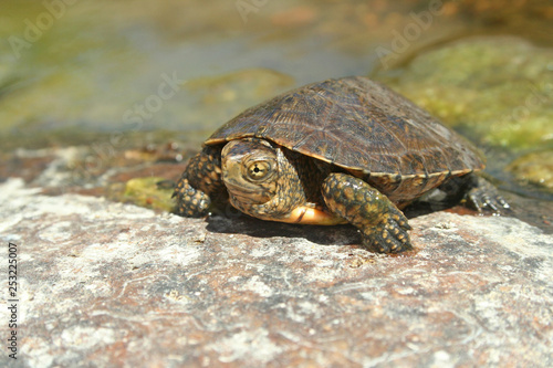 Southwestern Pond Turtle (Actinemys pallida)