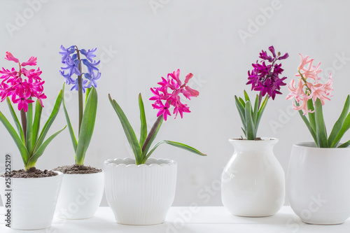 Fototapeta Naklejka Na Ścianę i Meble -  hyacinth in pot on white background