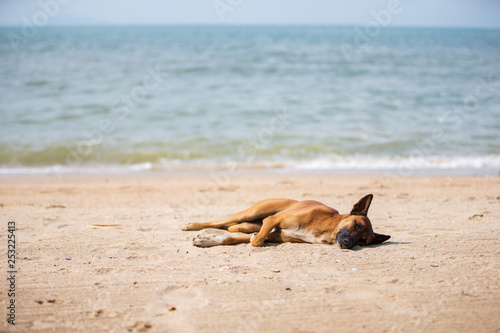 dog on the beach © Champ