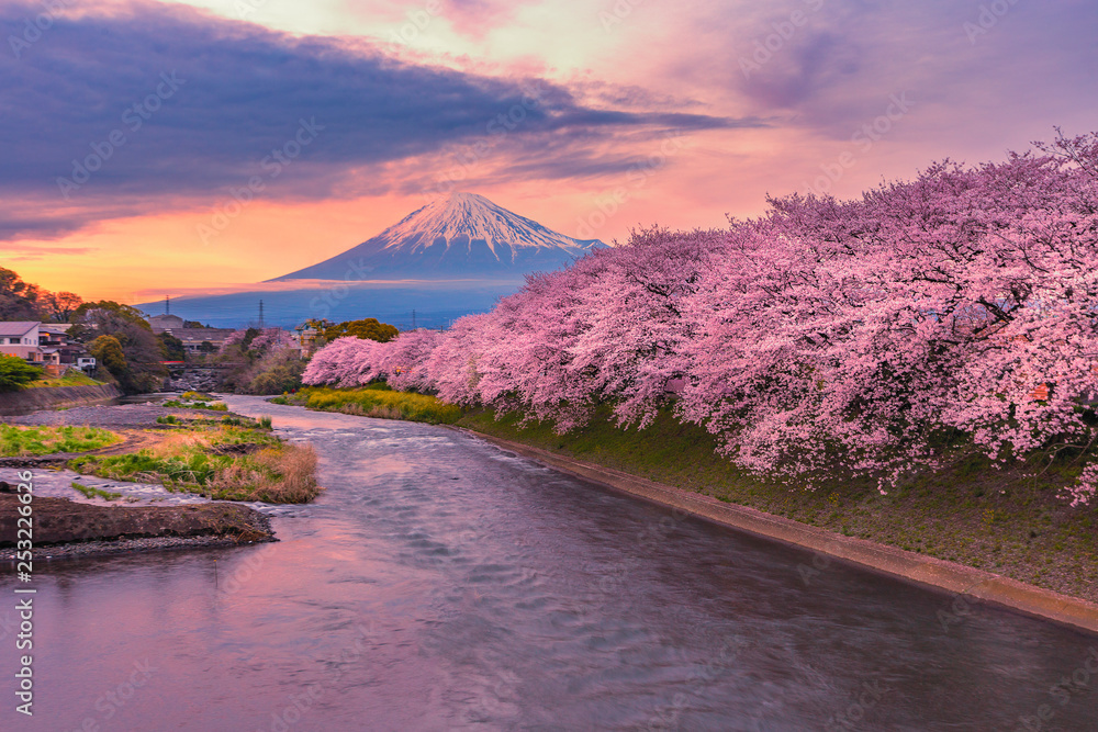 Mount Fuji Cherry Blossom Mount Fuji Cherry Blossom