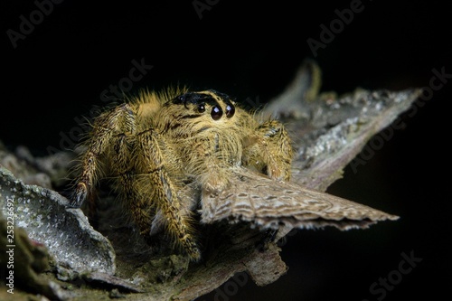 Spider sucking prey