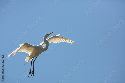 Great egret flying over a swamp in St. Augustine, Florida.