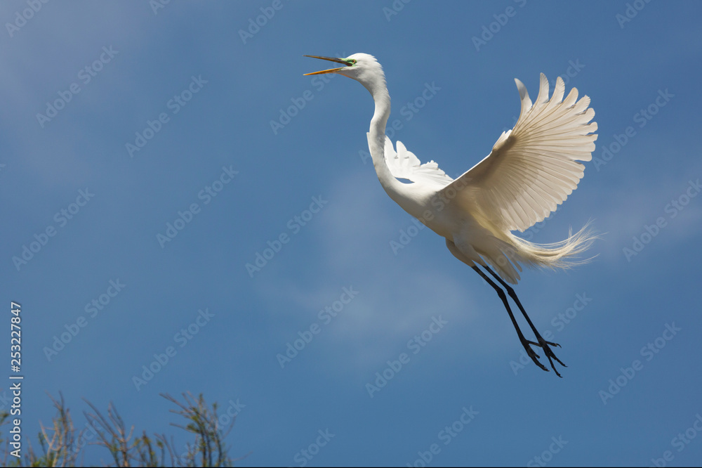 Great egret flying over a swamp in St. Augustine, Florida. Great egret flying over a swamp in St. Augustine, Florida.