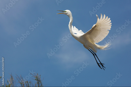 Great egret flying over a swamp in St. Augustine, Florida.