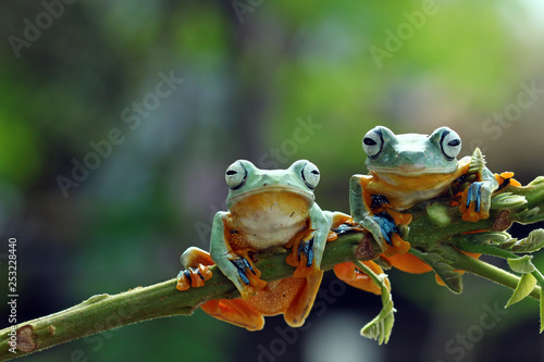 Tree frog, Flying frog sitting on branch