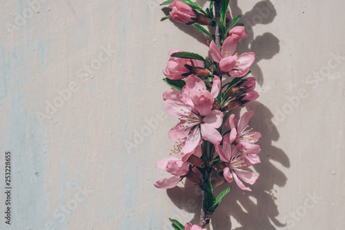 Sprig of blossoming almonds on a wooden, vintage light background. The concept is spring minimalism
