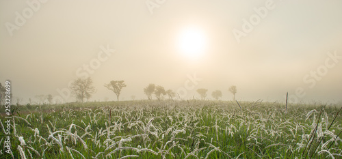 fog field Landscape at Thung Salaeng Luang National Park photo