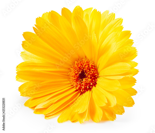 Marigold flower isolated