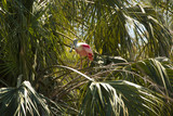 Roseate spoonbill perched in a tree in St. Augustine, Florida.
