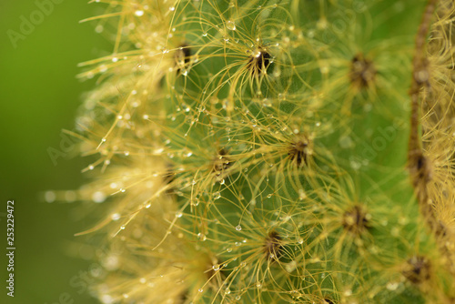 Close up of morning dew on green cactus. Galapagos islands. Ecuador
