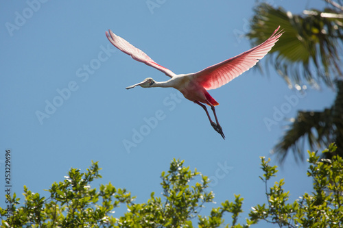 Roseate spoonbill in flight in St. Augustine, Florida.