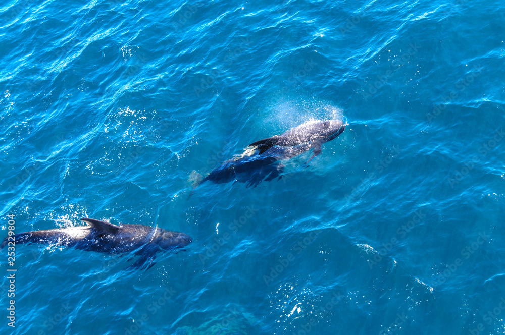 Fototapeta premium Long-Finned Pilot Whales in the Southern Atlantic Ocean