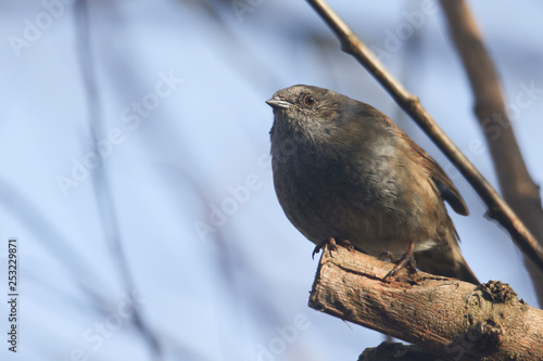 A pretty Hedge Sparrow, Prunella modularis, perched on a branch in a tree.