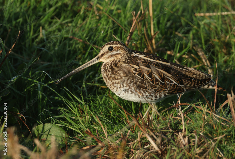 A stunning Snipe (Gallinago gallinago) standing on a small grassy mound. A stunning Snipe (Gallinago gallinago) standing on a small grassy mound.