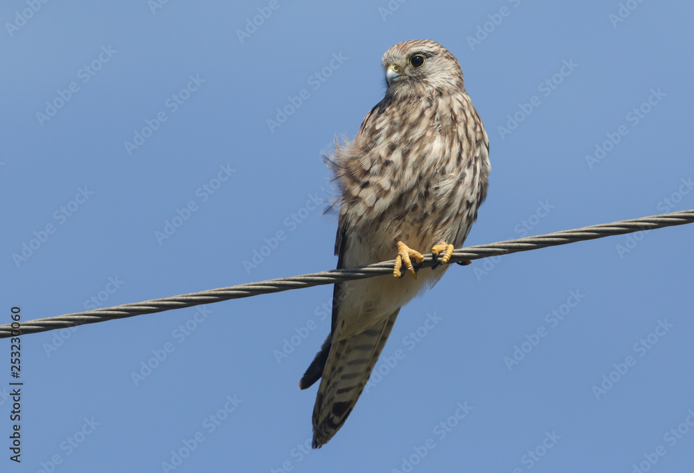 A beautiful Kestrel (Falco tinnunculus) perched on a wire. A beautiful Kestrel (Falco tinnunculus) perched on a wire.