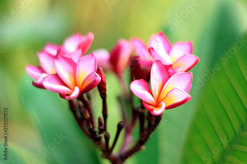 frangipani flowers Close up beautiful Plumeria