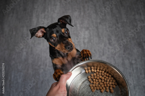 Hund sitzt auf dem boden und leckt sich das maul  und mensch hält futterschüssel in der hand